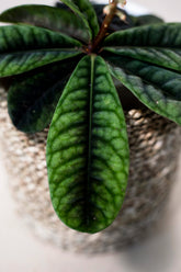 Labisia smaragdina